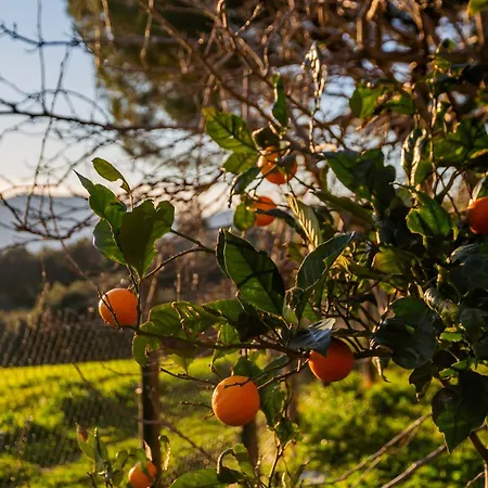 Prázdninový dům Assiolo Magliano in Toscana
