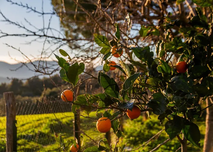 Holiday home Assiolo Magliano in Toscana